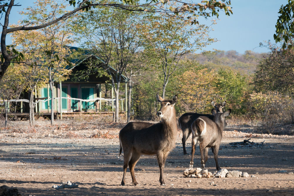Ongava Tented Camp - All-Inclusive Okaukuejo Dış mekan fotoğraf