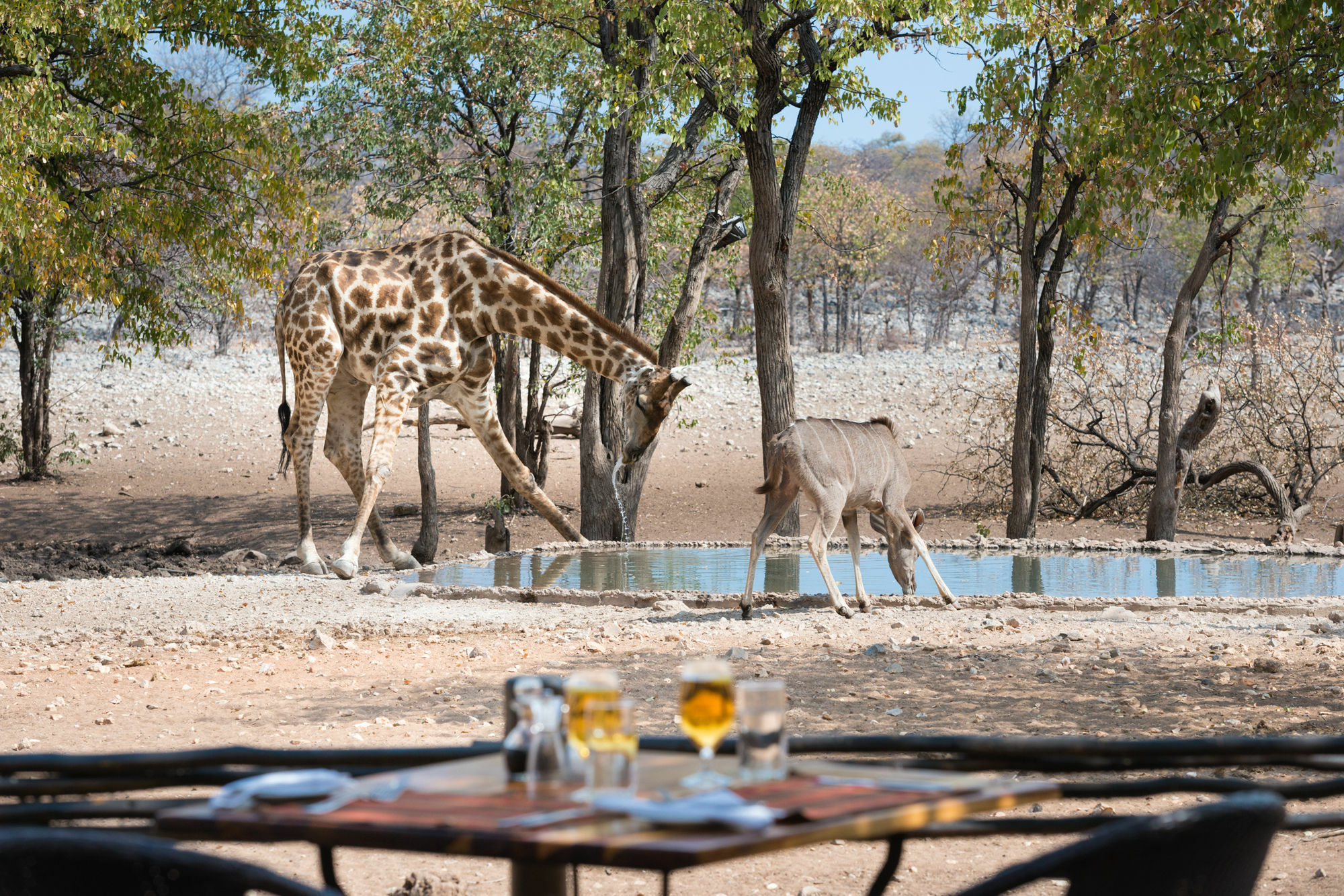 Ongava Tented Camp - All-Inclusive Okaukuejo Dış mekan fotoğraf